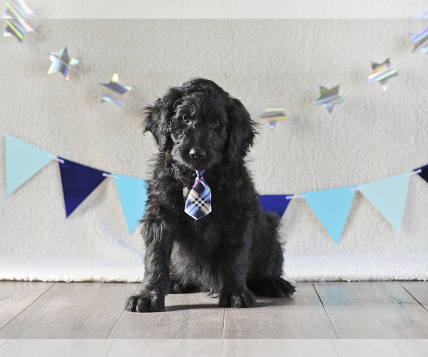 Medium Photo #3 Aussiedoodle Puppy For Sale in MONTROSE, CO, USA