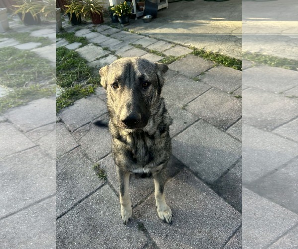 Medium Photo #2 German Shepherd Dog Puppy For Sale in Plantation, FL, USA