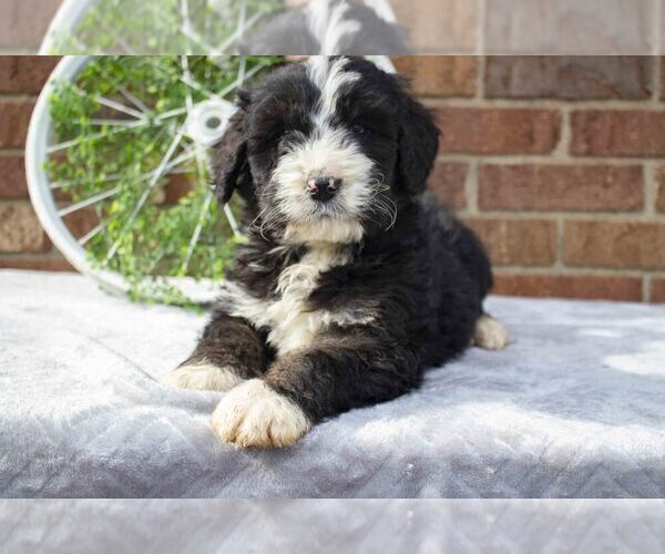 Medium Photo #1 Bernedoodle Puppy For Sale in FRESNO, OH, USA
