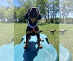Small #8 Doberman Pinscher