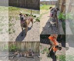 Small #5 Labrador Retriever-Whippet Mix