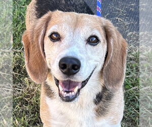 Buddy Beagle 2026 - Male Beagle Dog for Adoption - Photo #2