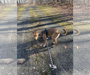 Rat Terrier-Unknown Mix Dogs for adoption in Oakhurst, NJ, USA