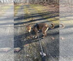 Small Rat Terrier Mix