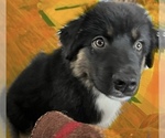 Small Photo #11 Australian Shepherd Puppy For Sale in MERCER, WI, USA