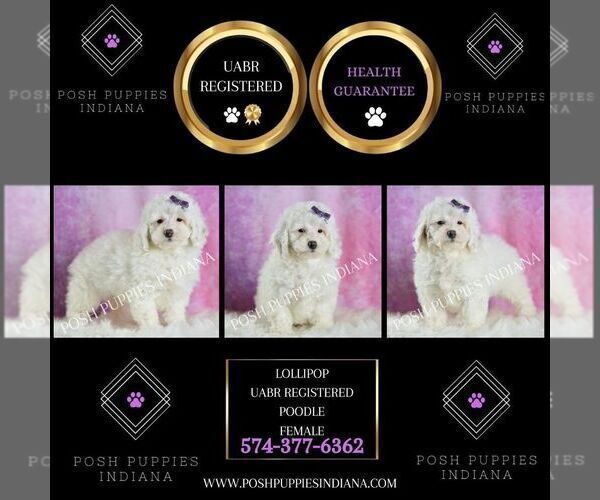 Medium Photo #42 Poodle (Miniature) Puppy For Sale in WARSAW, IN, USA