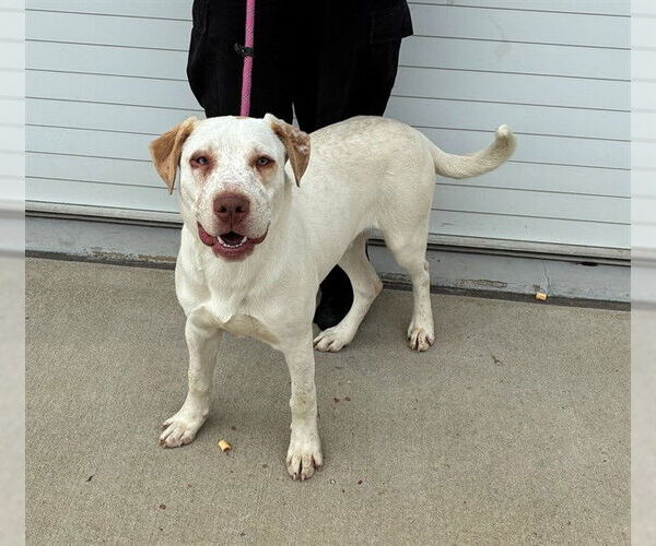 Medium Photo #1 Labrador Retriever-Unknown Mix Puppy For Sale in Louisville, KY, USA