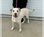 Small Labrador Retriever Mix