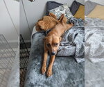 Small #1 Staffordshire Bull Terrier Mix