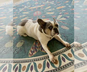 Skylar - Female French Bulldog Dog for Adoption - Photo #9