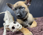 Puppy Star Belgian Malinois