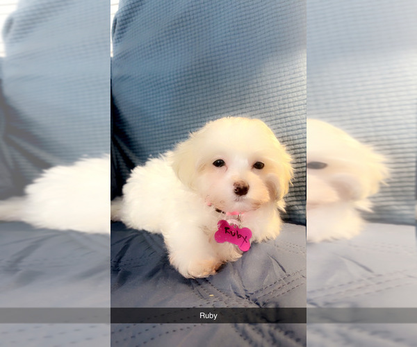Medium Photo #28 Maltipoo (Miniature) Puppy For Sale in HIGH POINT, NC, USA