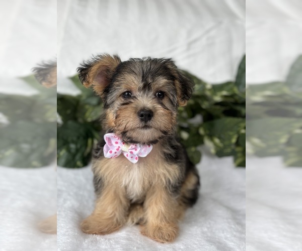 Medium Photo #15 Morkie Puppy For Sale in ROCK STREAM, NY, USA
