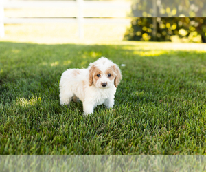 Cock-A-Poo-Poodle (Miniature) Mix Puppy for sale in SHIPSHEWANA, IN, USA