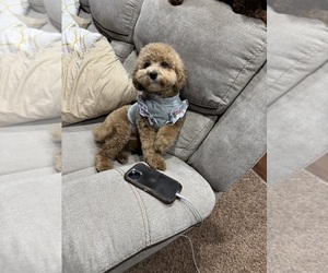 Mother of the Poodle (Toy) puppies born on 11/04/2025