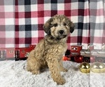 Small Photo #5 Poodle (Miniature) Puppy For Sale in GREENWOOD, IN, USA