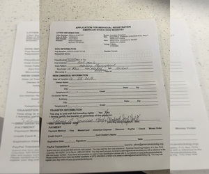 Mother of the Australian Shepherd puppies born on 12/11/2025