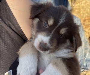Australian Shepherd Puppy for sale in CHARLESTON, AR, USA