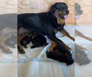 Mother of the Rottweiler puppies born on 11/19/2020