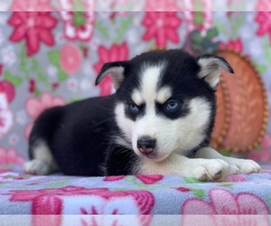 Pomsky Puppy for sale in LANCASTER, PA, USA