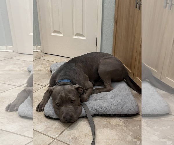 Medium Photo #4 American Pit Bull Terrier-Unknown Mix Puppy For Sale in La Verne, CA, USA