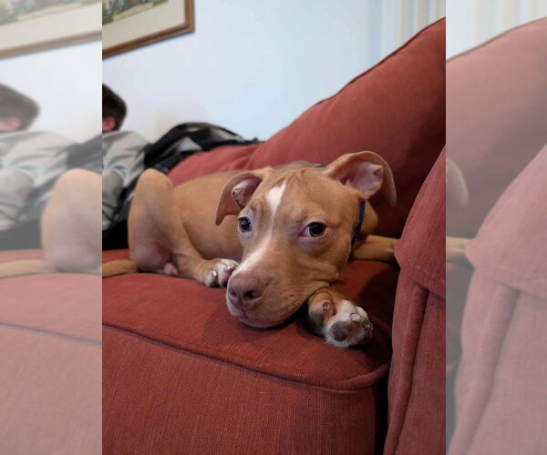 Medium Photo #2 American Pit Bull Terrier-American Staffordshire Terrier Mix Puppy For Sale in Wenonah, NJ, USA
