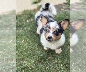 Pembroke Welsh Corgi Puppy for sale in GRAFTON, OH, USA