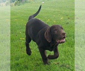 Labrador Retriever Puppy for sale in CATO, NY, USA