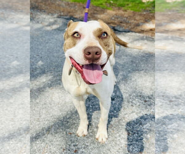 Medium Photo #2 Mutt Puppy For Sale in Clarkesville, GA, USA