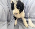 Puppy 7 Goldendoodle