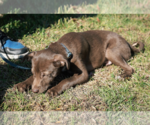 Small #4 Labrador Retriever Mix