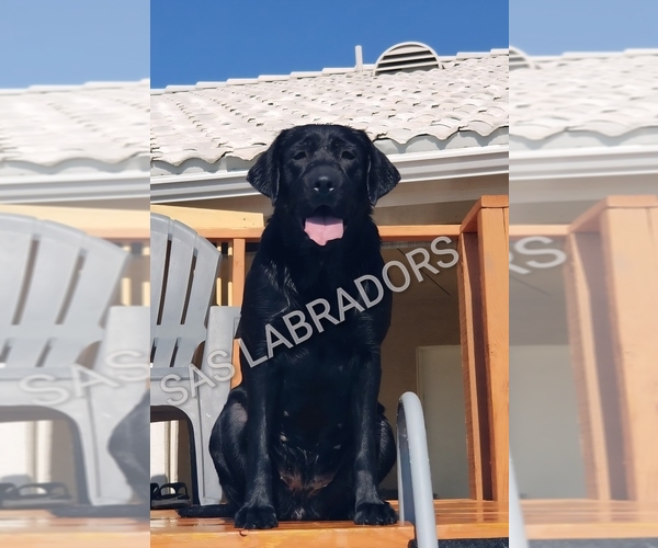 Medium Photo #1 Labrador Retriever Puppy For Sale in PINON HILLS, CA, USA