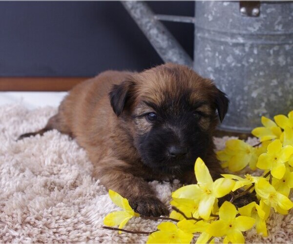Medium Photo #5 Soft Coated Wheaten Terrier Puppy For Sale in BROOK PARK, PA, USA