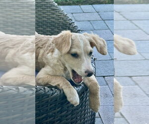 Nelson - Male Mutt Dog for Adoption - Photo #12