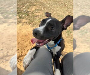 American Pit Bull Terrier Dogs for adoption in Tallahassee, FL, USA