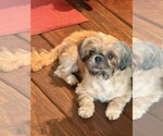 Small Photo #2 Shih Tzu Puppy For Sale in St. Louis Park, MN, USA