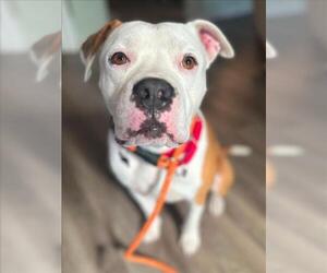 Mutt Dogs for adoption in Woodland, CA, USA