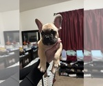 Puppy Budha French Bulldog