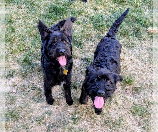 Medium Photo #6 Poodle (Standard)-Unknown Mix Puppy For Sale in Sandy, UT, USA