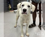 Small #1 Labrador Retriever-Retriever  Mix