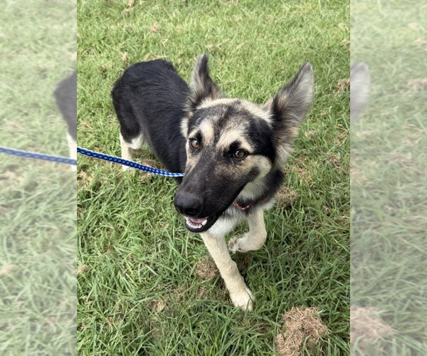 Medium Photo #1 Mutt Puppy For Sale in Andover, MN, USA