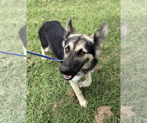 Mutt Dogs for adoption in Andover, MN, USA