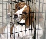 Small Photo #3 Bagle Hound Puppy For Sale in Deepwater, NJ, USA