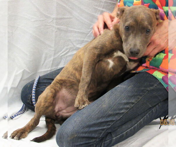 Medium Photo #5 Mutt Puppy For Sale in Conroe, TX, USA