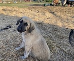 Small Photo #18 Anatolian Shepherd Puppy For Sale in ROBSTOWN, TX, USA