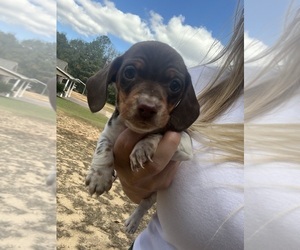 Dachshund Puppy for sale in ANGIE, LA, USA