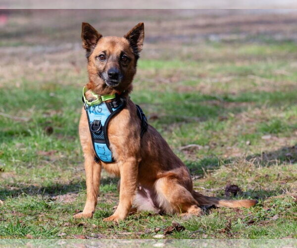 Medium Photo #2 Mutt Puppy For Sale in Rockaway, NJ, USA