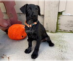 Small Doberman Pinscher-Miniature Schnauzer Mix