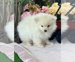 Small #3 Pomeranian