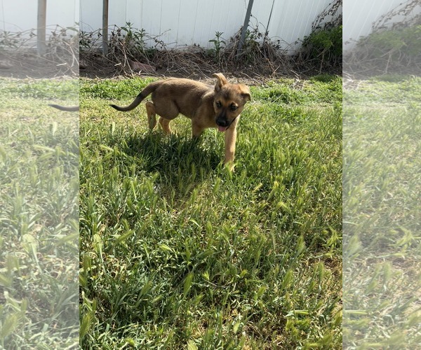 Medium Photo #1 Mutt Puppy For Sale in Sandy, UT, USA